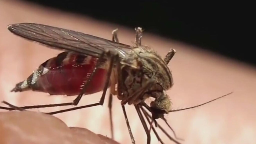 Miami-Dade begins annual campaign attempting to keep mosquitoes in check — CBS Miami, Wellington Community news