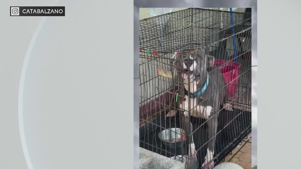 Miami-Dade Animal Services issues new warning after viral dog neglect posts — CBS Miami, Wellington Community news