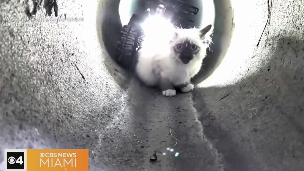 "R2-D2" robot rescues kitten trapped in Utah drain pipe — CBS Miami, Wellington Community news