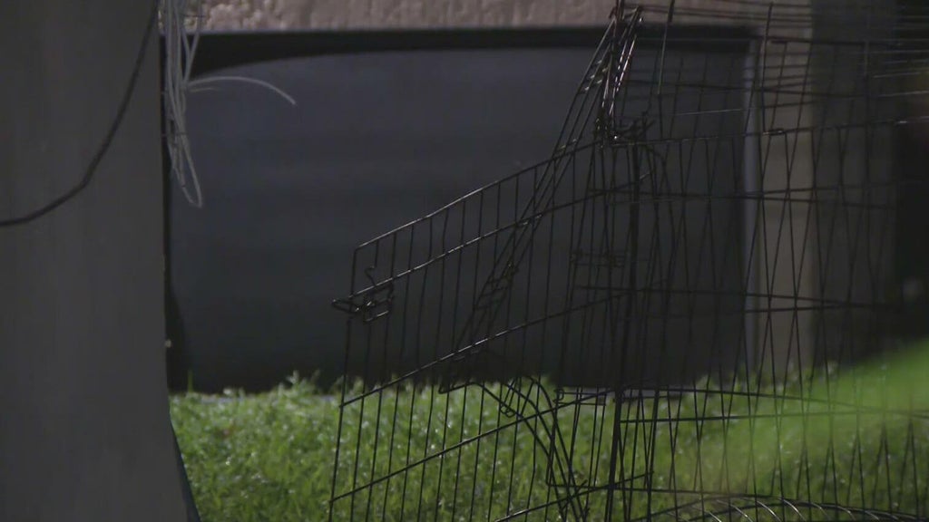 911 call captures frantic report of dog chasing, biting children in Miami — CBS Miami, Wellington Health news