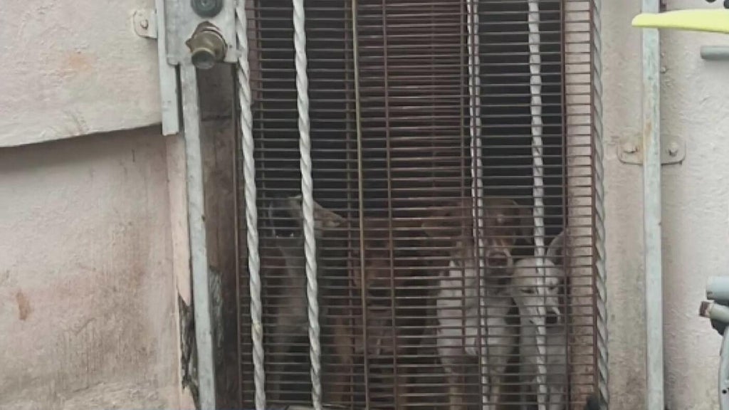 Miami Beach man arrested after 19 dogs, elderly woman found living in deplorable conditions, police say — Wellington Real Estate news