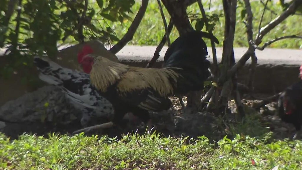 Hialeah doctor alarmed, calling for investigation after dead chickens found outside medical office building — Wellington Real Estate news