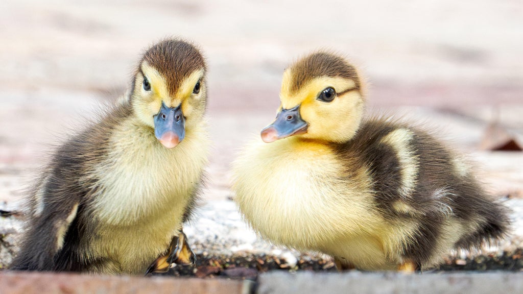 Florida woman intentionally ran over, killed 11 ducklings for making "mess in her yard," sheriff's office says — CBS Miami, Wellington Community news