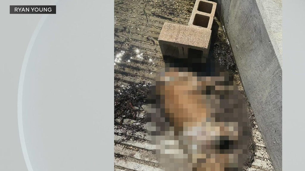 Miami police investigate after dog found dead underwater, tied to cinder blocks off Coconut Grove — CBS Miami, Wellington Government news