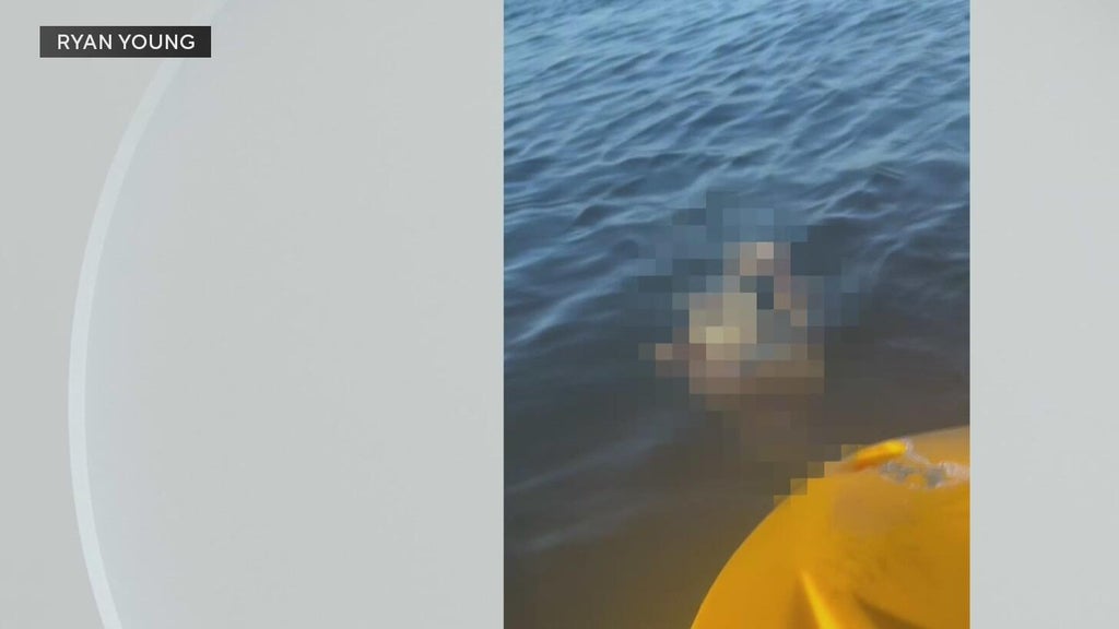 Police investigate after a dog was found underwater tied to cinder blocks in Miami — CBS Miami, Wellington Government news