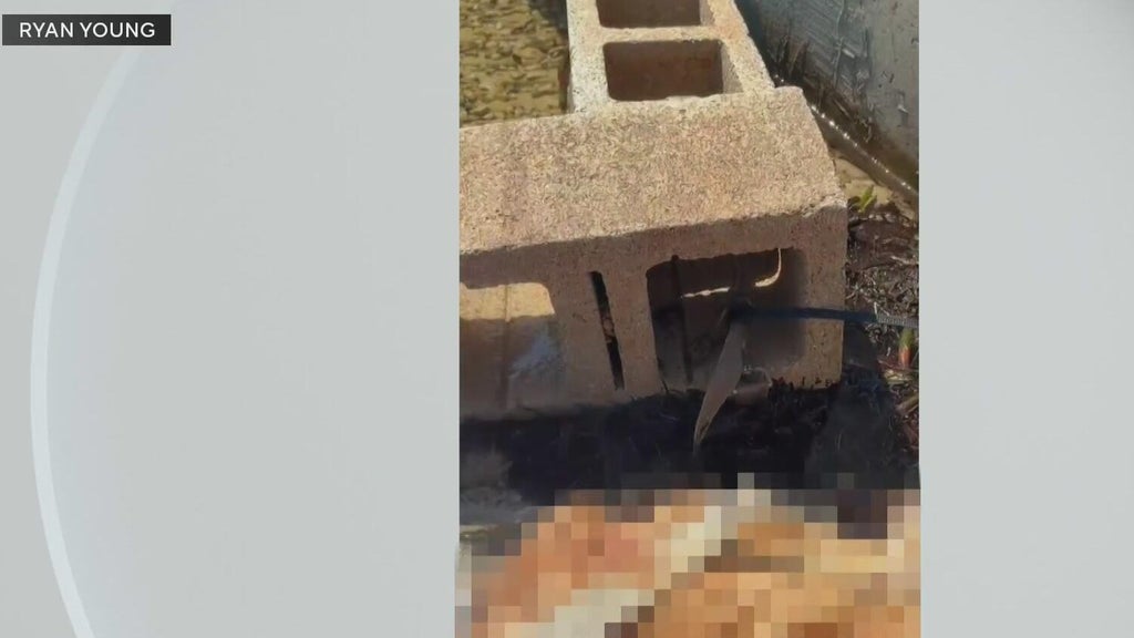 Outrage grows after dog found dead underwater tied to cinder blocks in Miami — CBS Miami, Wellington Government news