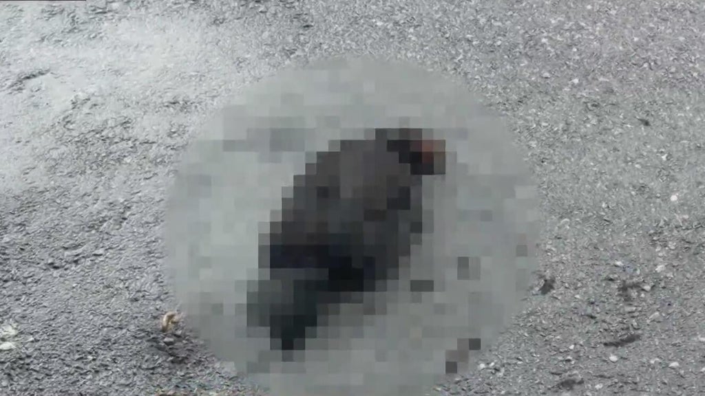 Hialeah doctor reports six dead chickens outside medical office building; cause is unknown — Wellington Health news
