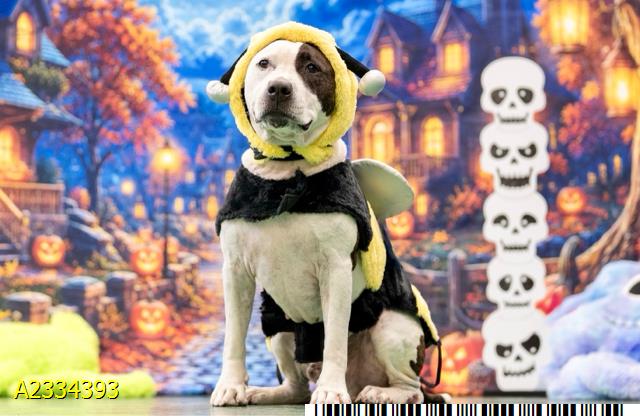 Adopt a WPTV Underdog just in time for 'Howl-O-Ween'! — WPTV NBC West Palm Beach