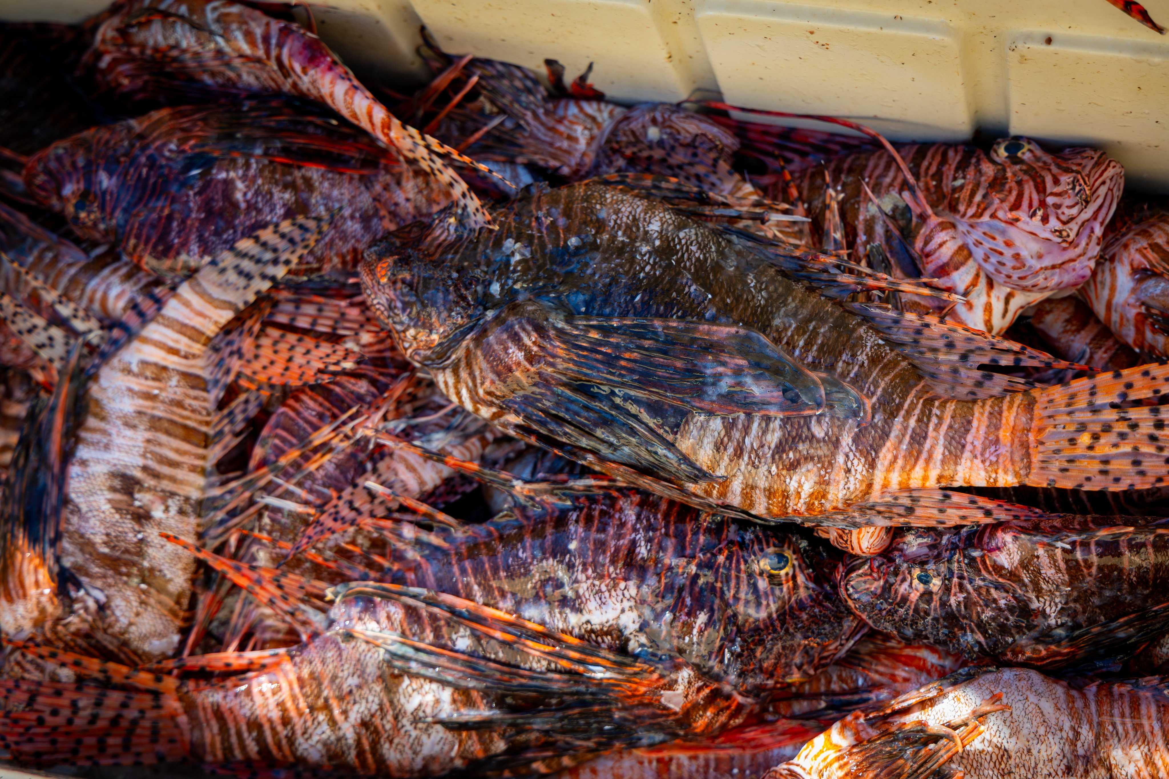 Florida divers remove record-breaking 36,000 lionfish — WPBF West Palm Beach