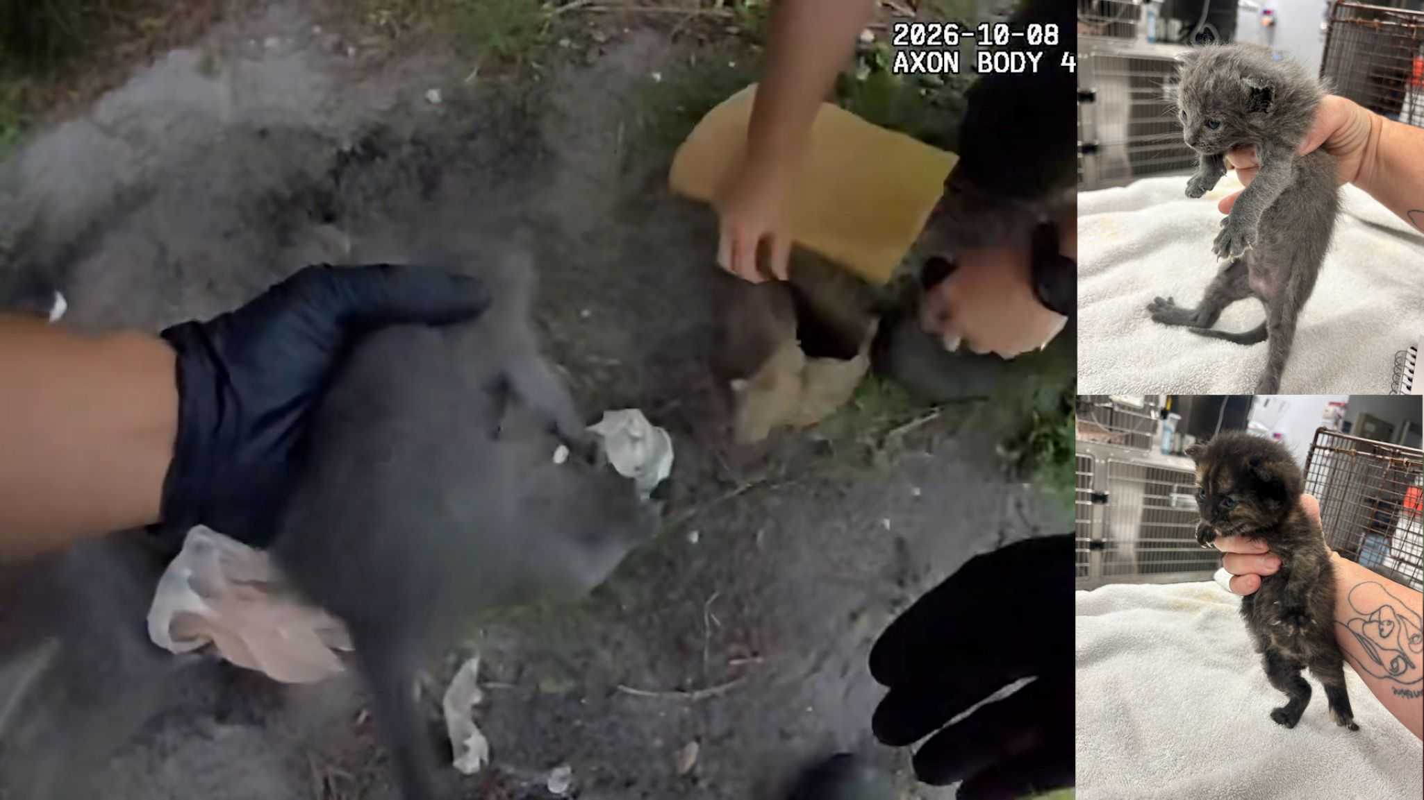 Chilling body cam shows Florida deputies digging up kittens buried alive — WPBF West Palm Beach, Wellington Community news