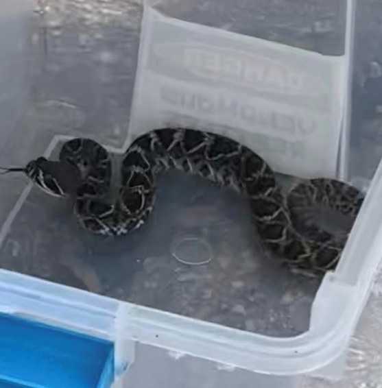 Snake sightings in south Florida increase dramatically after flooding — WPBF West Palm Beach