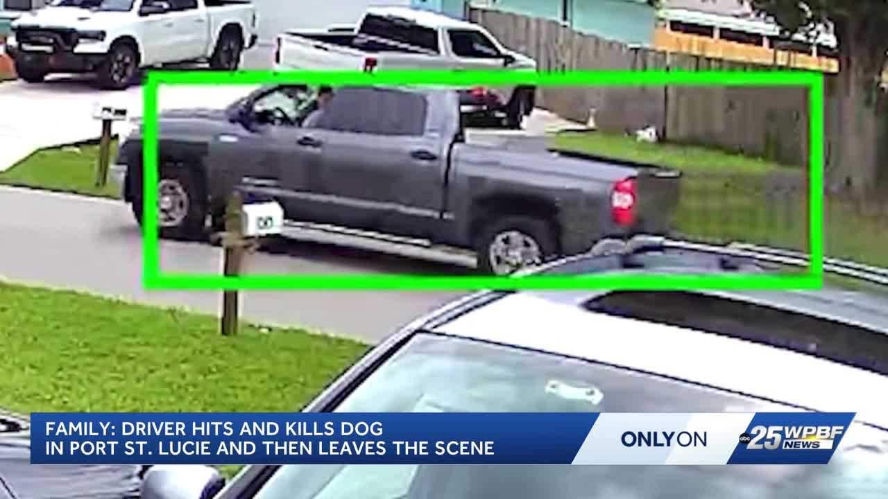 Port St. Lucie family demands answers after dog killed in hit-and-run — WPBF West Palm Beach, Wellington Schools news