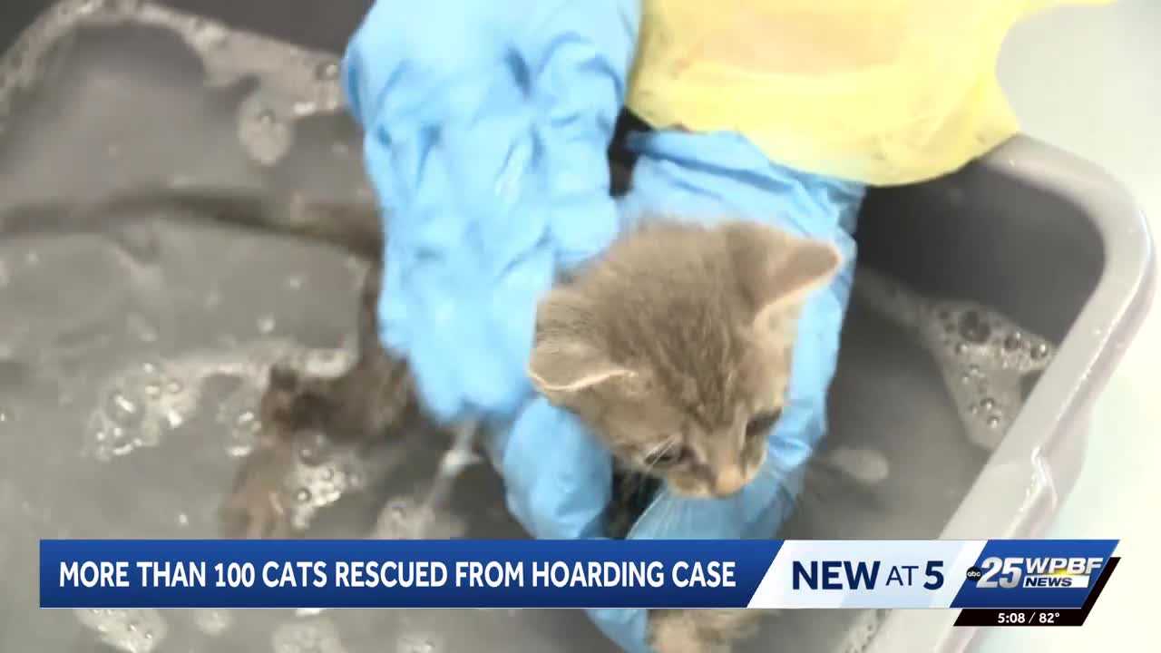 More than 100 cats rescued from hoarding situation in Port St. Lucie — WPBF West Palm Beach, Wellington Health news
